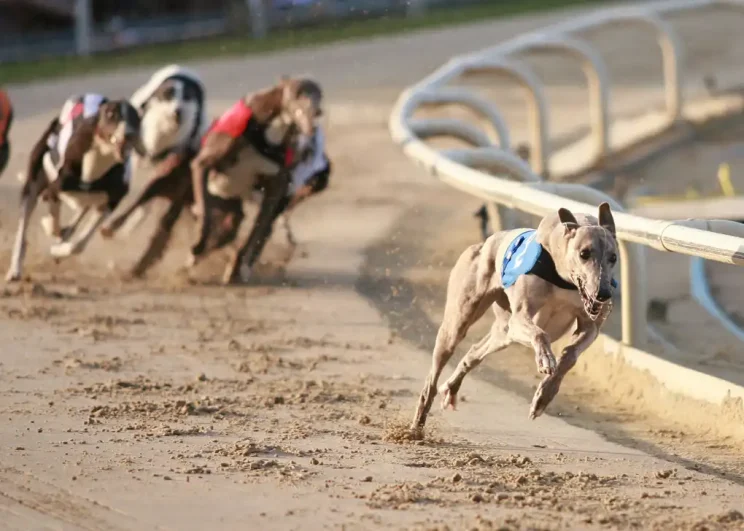 Best Greyhound Betting Odds