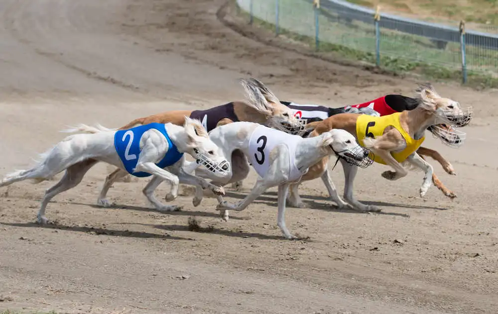 Greyhound Betting Odds