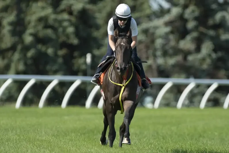 breeders stakes betting