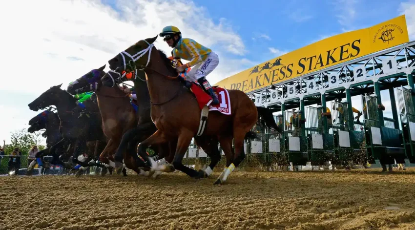 Preakness odds betting odds