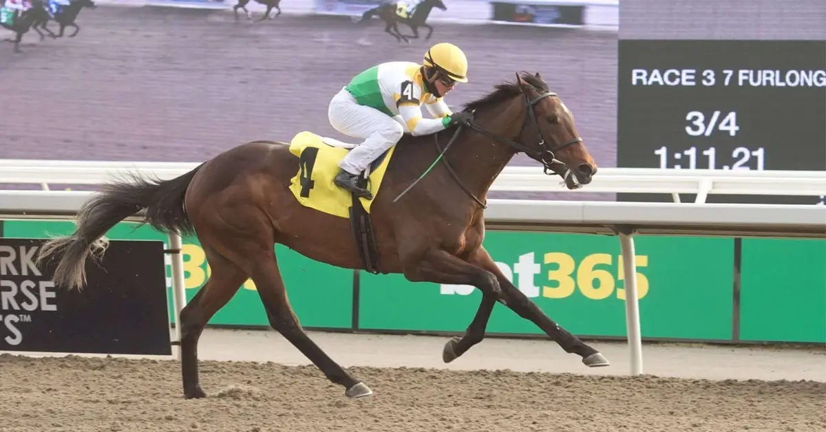 2024 Breeders' Stakes Champion Roscar runs on the track at Woodbine.
