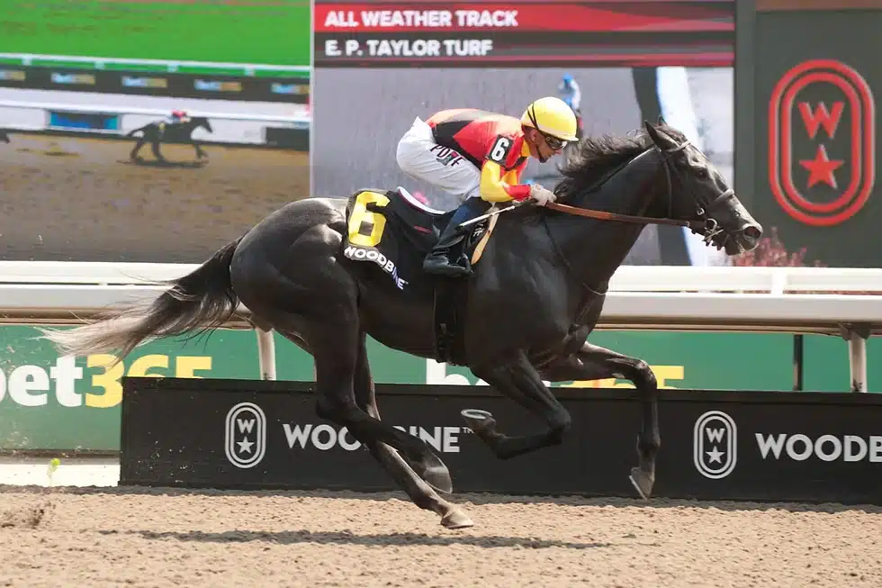 Notorious Gangster Captures Queenston Stakes at Woodbine Racetrack in 2025.
