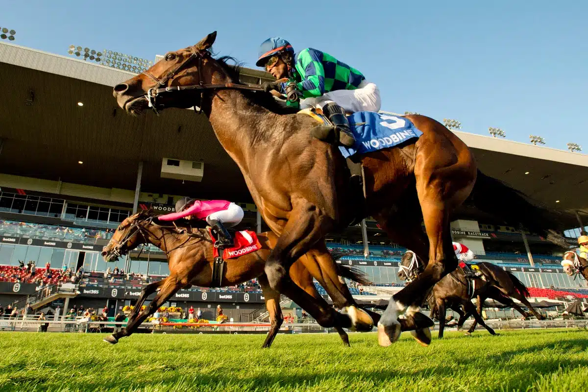 The horse Scorching is seen running on the turf at Woddbine racetrack