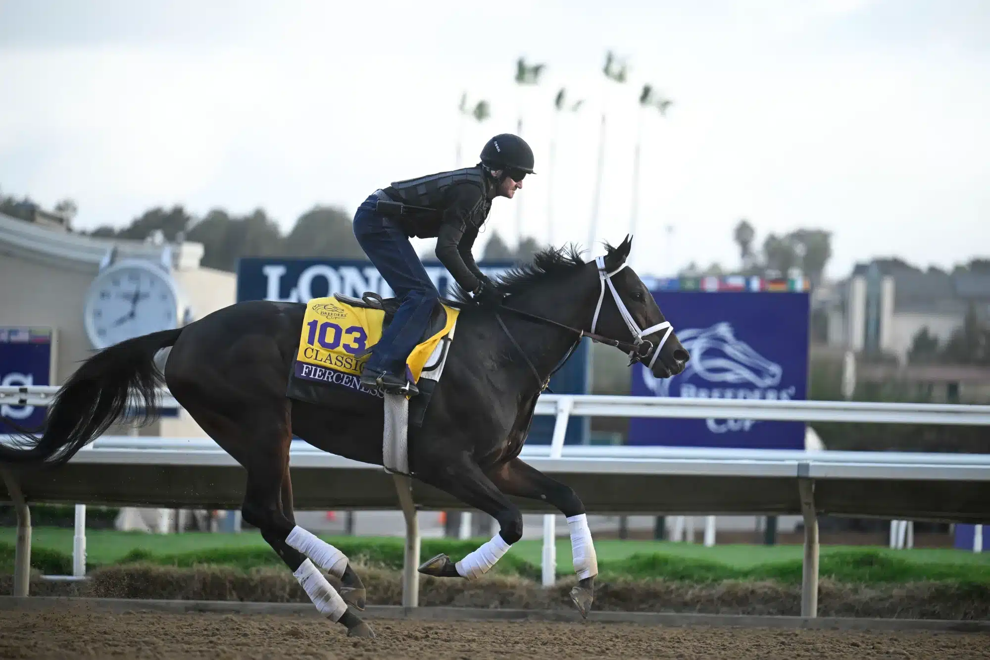 Oct 29, 2024; Del Mar, CA, USA; Fierceness exercises during morning workouts ahead of the 2024 Breeders' Cup Championship at Del Mar Thoroughbred Club. 