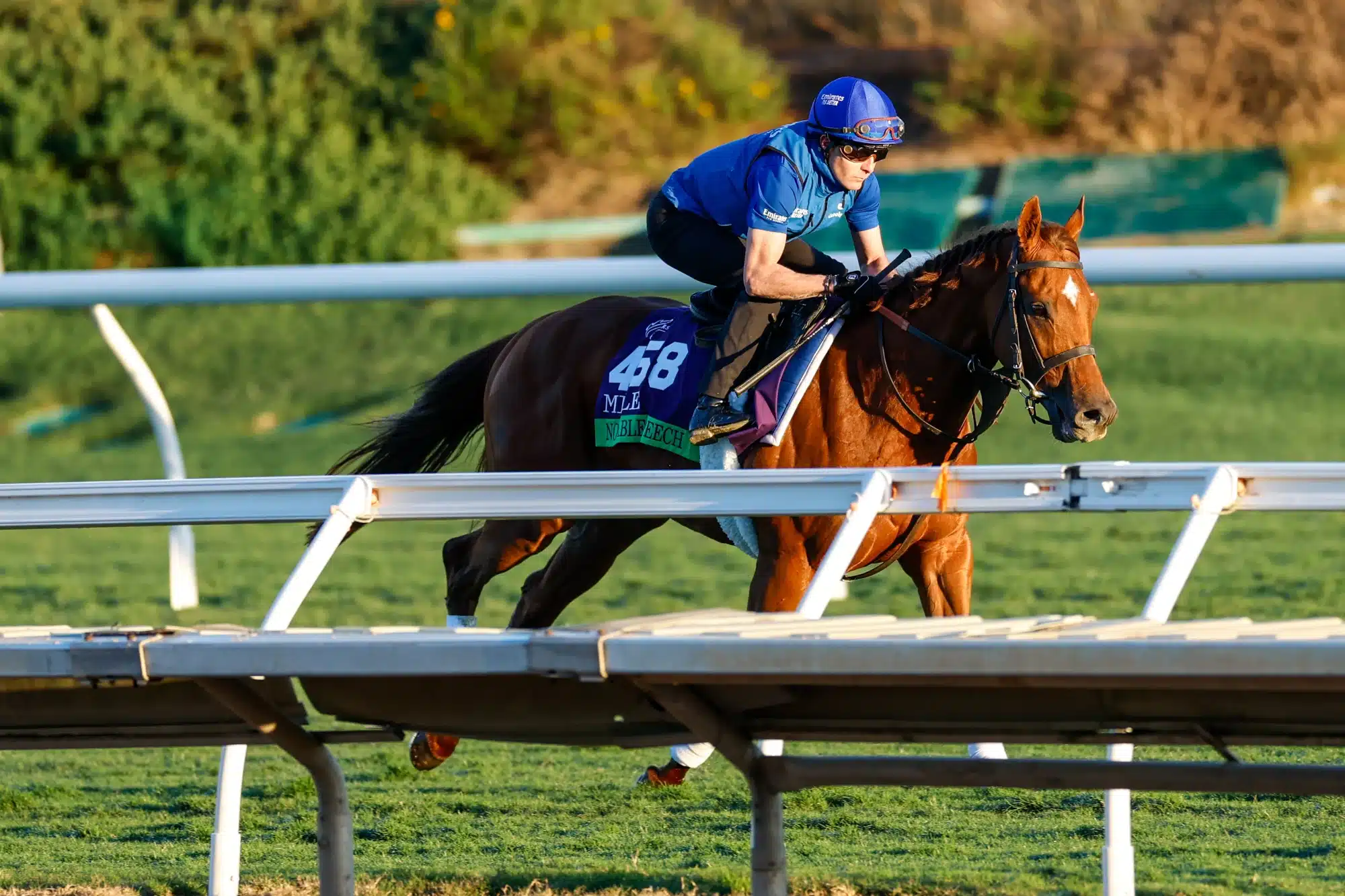 Oct 30, 2025; Del Mar, CA, USA; Notable Speech trains ahead of the 2025 Breeders Cup Championship at Del Mar Thoroughbred Club.