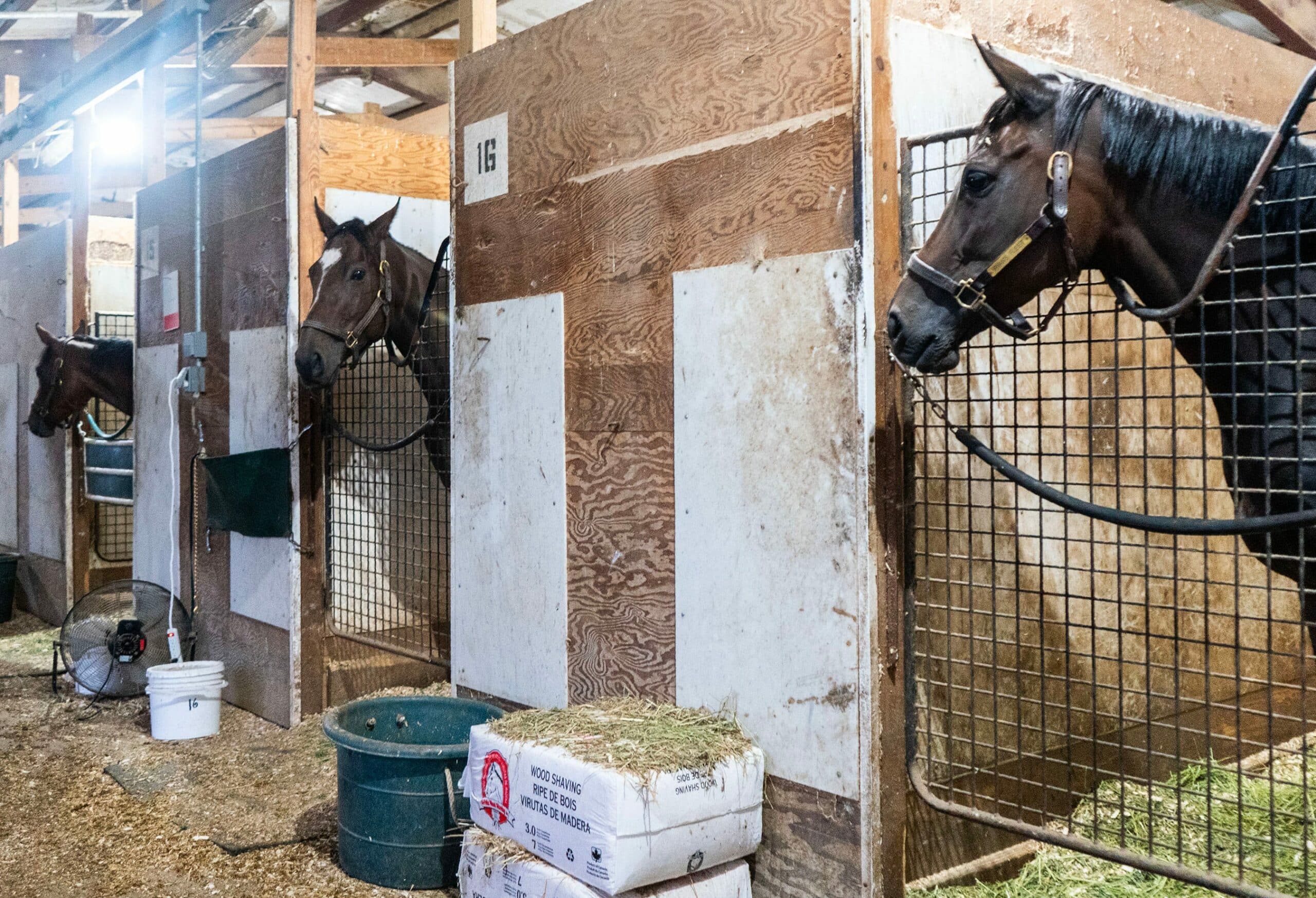 Horses wait to go out for training in the racing stables at Parx's Backstretch Village, which houses roughly 250 year-round stable hands who live and work with racehorses, in Bensalem on Sept. 22, 2025.